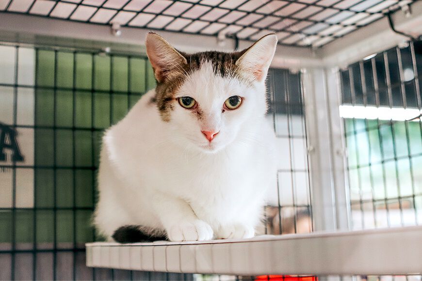 Lend a Paw Pet Supermarket